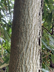 Quercus gilva