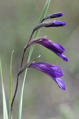 Gladiolus