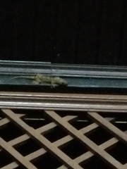 Gekko albofasciolatus