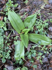 Himantoglossum hircinum