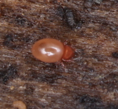 Parasitiformes