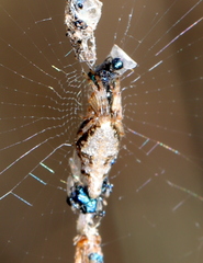 Cyclosa insulana