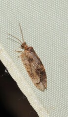 Drepanacra binocula