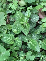 Lepidagathis inaequalis