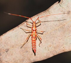 Rayieria basifer
