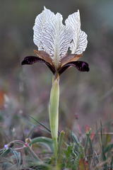 Iris paradoxa