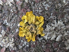 Xanthoria parietina