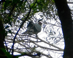 Lopholaimus antarcticus