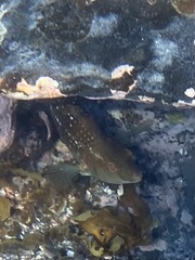 Notolabrus gymnogenis