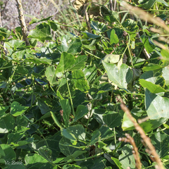 Erythrina lysistemon
