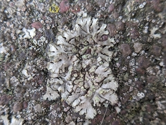 Phaeophyscia orbicularis