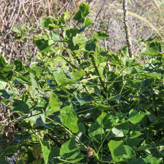 Erythrina lysistemon