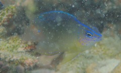 Pomacentrus grammorhynchus