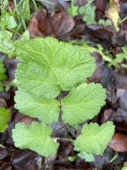 Heracleum sphondylium