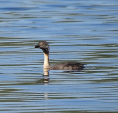 Poliocephalus poliocephalus