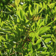 Cestrum laevigatum