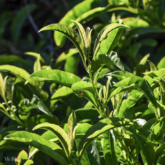Cestrum laevigatum