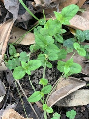 Paederia foetida