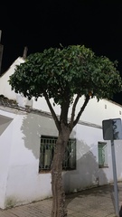 Citrus hystrix