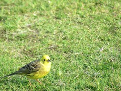 Emberiza citrinella caliginosa