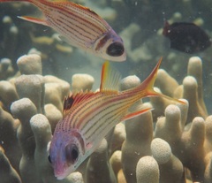 Neoniphon sammara