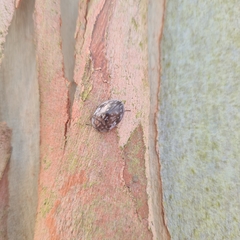 Ospidus chrysomeloides