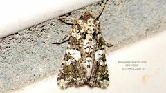 Hadena variolata