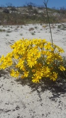 Steirodiscus tagetes