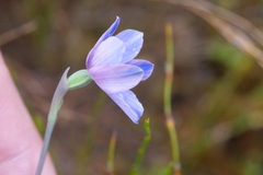 Thelymitra cyanea