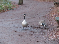 Branta canadensis