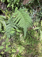 Dryopteris varia