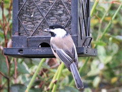 Poecile atricapillus
