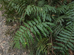 Blechnum wattsii