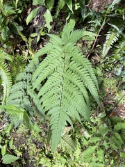 Dryopteris varia