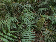 Blechnum wattsii