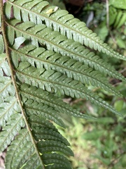 Dryopteris varia