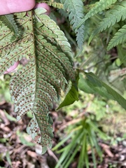 Dryopteris varia