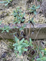 Lonicera implexa