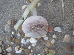 Spatangoida