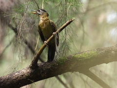 Picus vittatus
