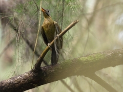 Picus vittatus