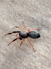 Trachelopachys