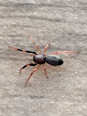 Trachelopachys