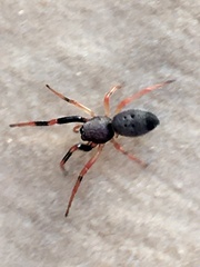Trachelopachys