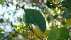 Excoecaria agallocha