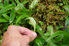 Slender Greenhood (Pterostylis australis)