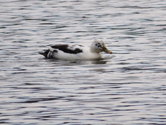 Anas platyrhynchos domesticus