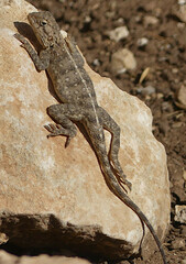 Agama bibronii