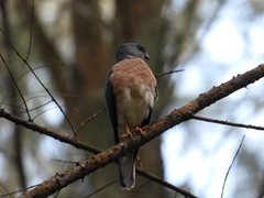 Accipiter soloensis