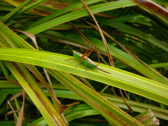 Conocephalus semivittatus